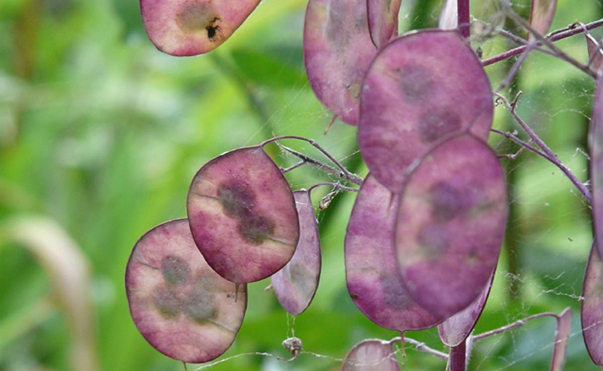 25 nasion dla Papes - starożytna roślina kwitnąca w ogrodzie - powtarzalne nasiona dla rolników, półdzikie