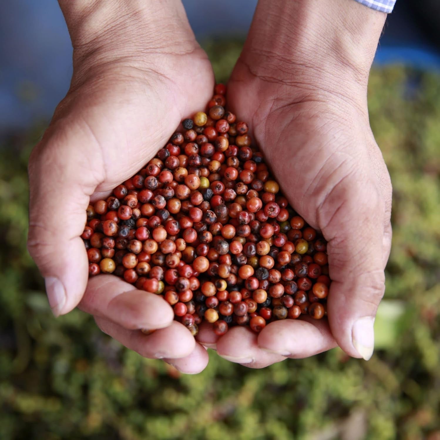 Bar Przypraw Roter Kampot Pfeffer, Premium Auslese aus Kambodscha (1 x 70g)