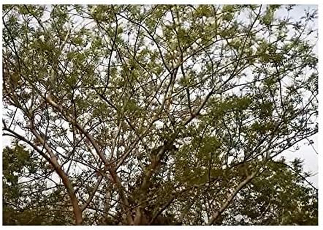 Stk - 3X Sclerocarya Birrea Marula Baum Elefantenbaum Pflanzen - Samen ID218 -