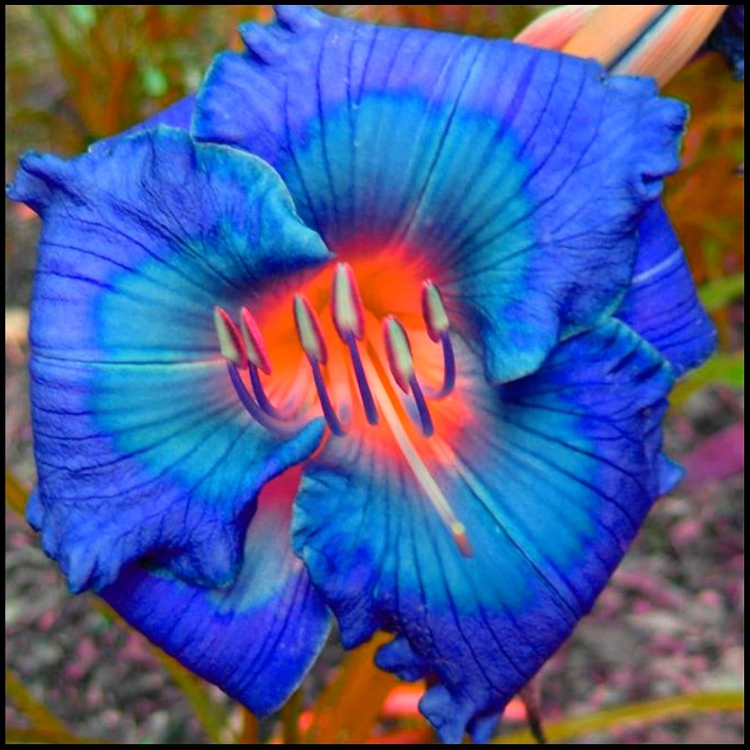 Mieszanka cebul kwiatowych, żarówka Mystery Magic, odporne sadzenie, odporna na zimę wieloletnia cebula kwiatowa, odporne cebule-3 cebule orchidei