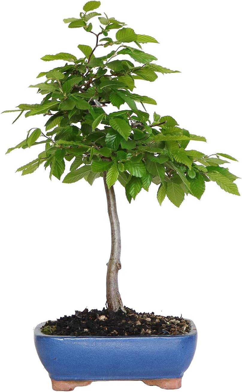 KENTIS - Hainbuche Bonsai - Carpinus Betulus - Echte Zierpflanzen Für Draußen - Garten Balkon Terrasse - H 45/55 Cm Ø 26 Cm