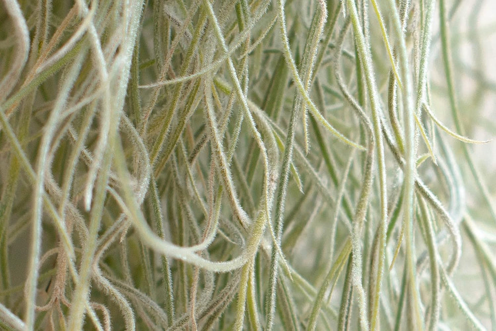 Air Plant Tillandsien Usneoides - Feenhaar Weiß - Tillandsien Hängend – Hängepflanze – Hängedeko - Luftpflanzen Hängend - Feenhaar Weiß - Pflanze Ohne Erde (1, 20-30 Cm)