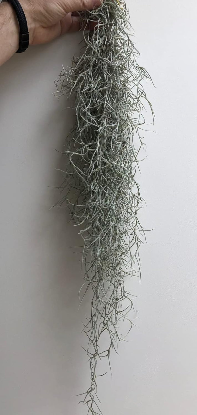 Set Aus Drei Gläsernen Quallen-Luftpflanzen Lila Epoxy Tillandsia Luftpflanzen.