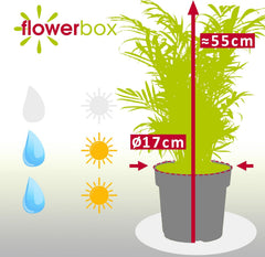 Bergpalme - Pflegeleichte Zimmerpflanze, Chamaedorea Elegans - Höhe Ca. 55 Cm, Topf-Ø 17 Cm
