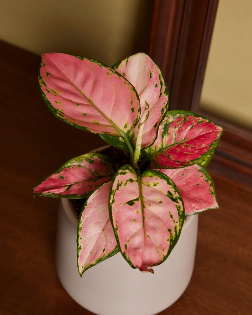 Aglaonema Pink Princess - Zimmerpflanze - Zimmerpflanzen, Pflanzen Echt, Nachhaltige Verpackung - 12Cm Topf - Höhe 30Cm - Direkt Von Der Gärtnerei