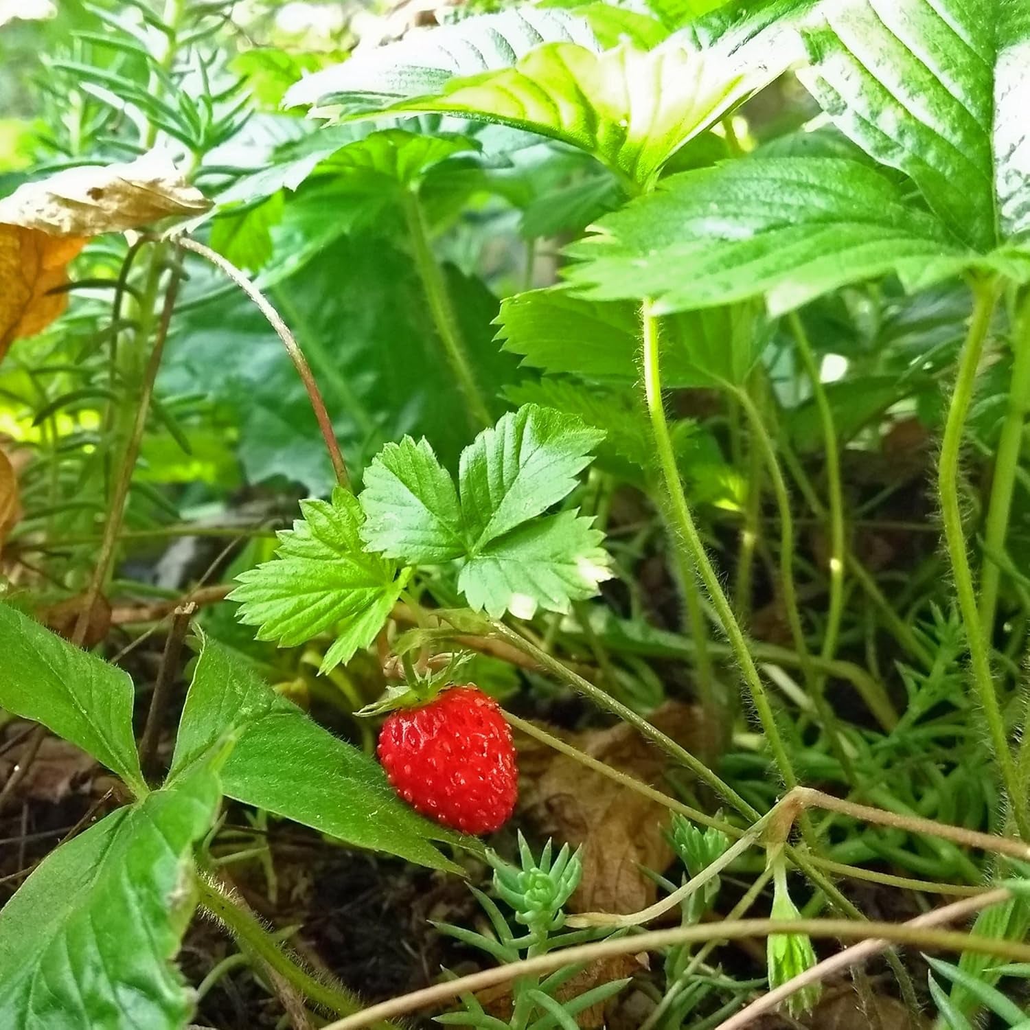 Magic Garden Seeds - Samentüte Wilderdbeere/Walderdbeere (Fragaria Vesca) - Ca. 300 Obstsamen - Aromatische, Alte Sorte - Obst Samen - Garten Geschenk