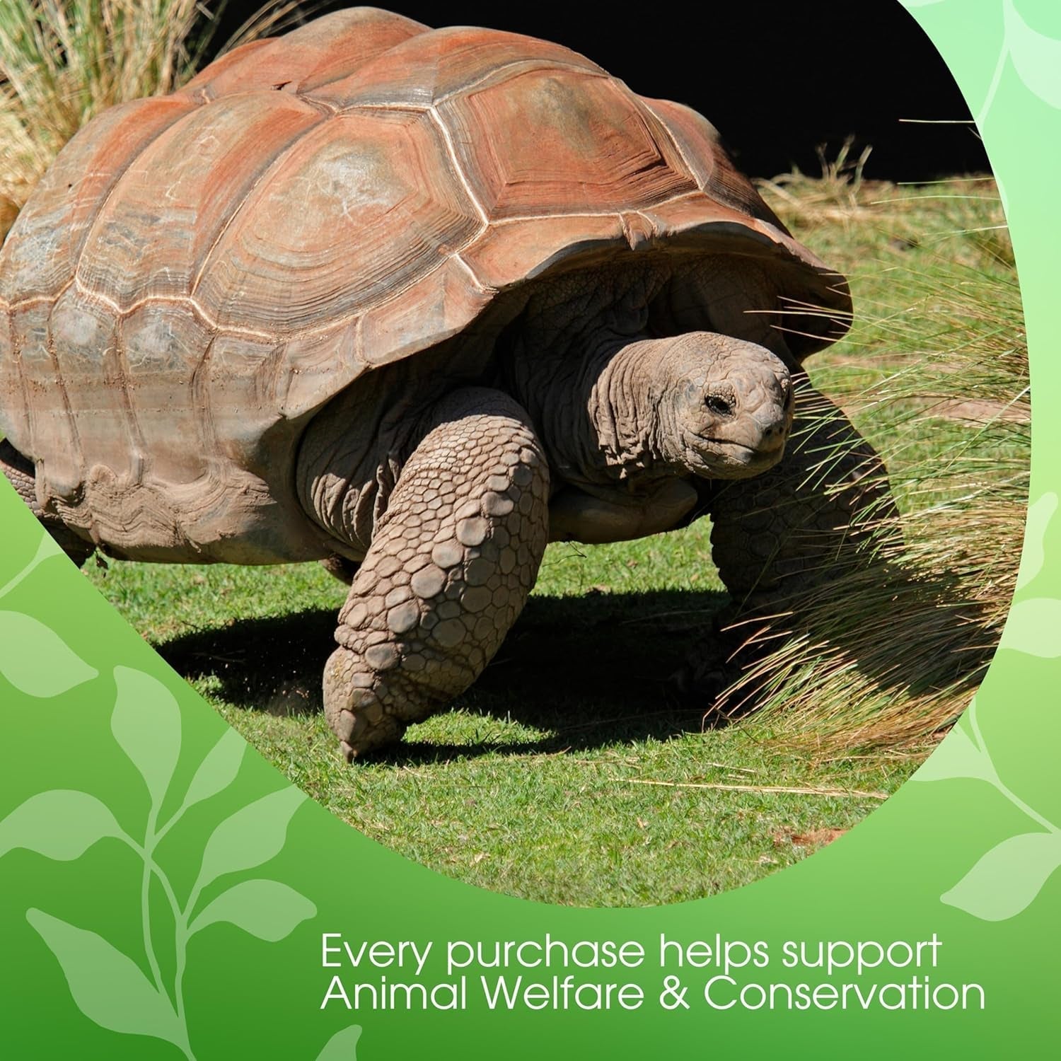 David Rio - Tortoise Green Chai, cutie de carton (1 x 398 g)