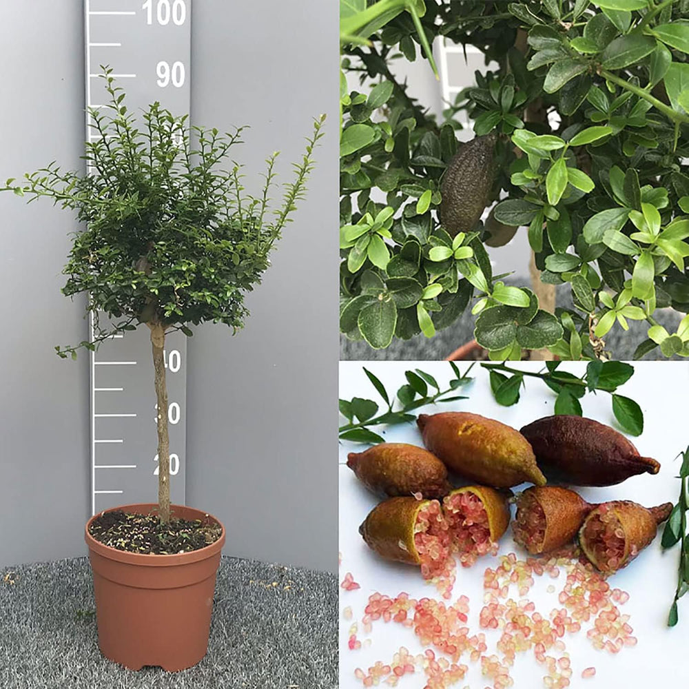 SAVINI VIVAI Zitronenpflanze, Rosa Kaviar, Zitrusbaum, Fingerlimette, Zitronensetzling Im Topf, 20 Cm, Höhe 50–70 Cm, 2 Jahre Veredelung, Hergestellt in Italien