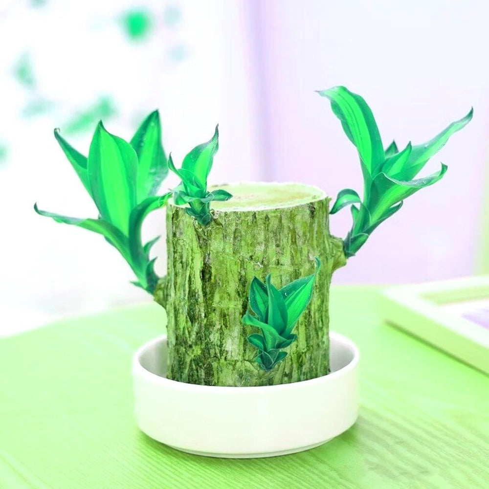 Mieszanka cebul kwiatowych, żarówka Mystery Magic, odporne sadzenie, odporna na zimę wieloletnia cebula kwiatowa, odporne cebule-3 cebule orchidei