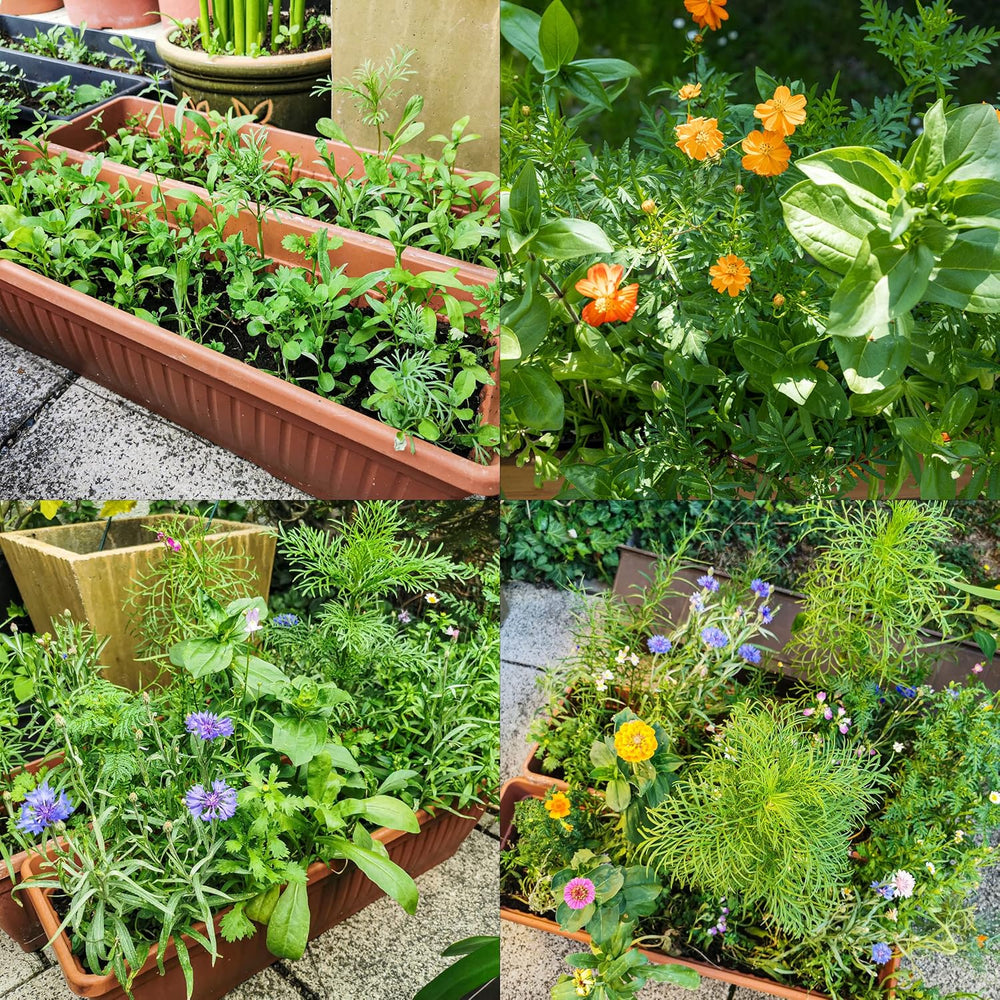 Kolorowa mieszanka kwiatów balkonowych - 2 wysokiej jakości maty z nasionami kwiatów balkonowych Łatwe w uprawie Letnie kwiaty i nasiona dzikich kwiatów z własnych upraw rocznych, przyjaznych dla owadów