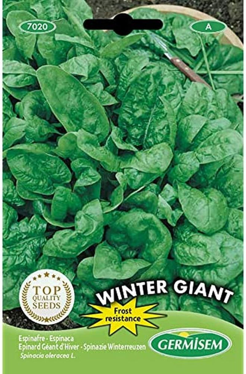 Lauch WINTER GIANT, Mehrfarbig, EC1017 & Spinat WINTER GIANT, Mehrfarbig, EC7020