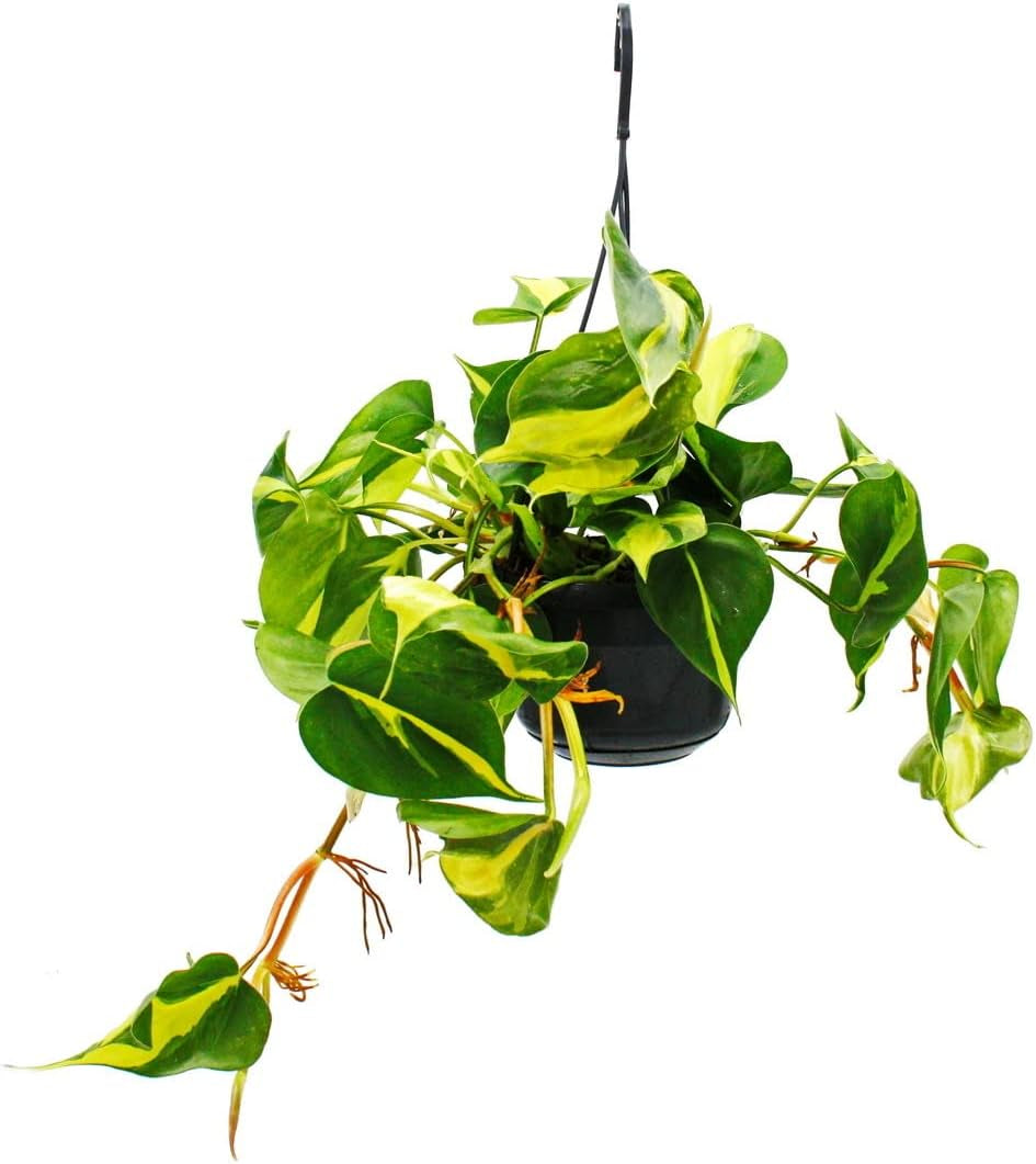 Exotenherz Philodendron Scandens Brasil - Kletternder Baumfreund - Zweifarbig - 15Cm Ampeltopf - Hängend