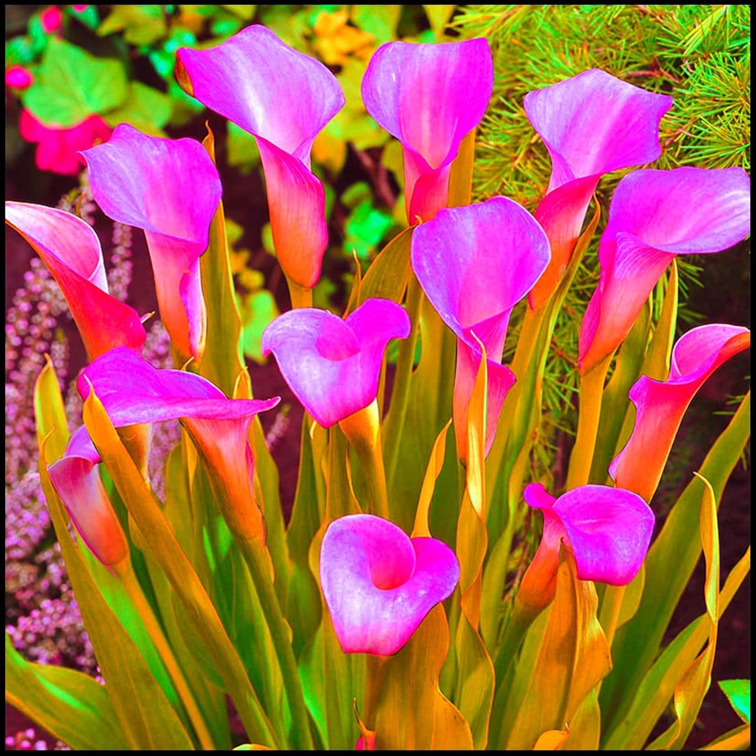 Mieszanka cebul kwiatowych, żarówka Mystery Magic, odporne sadzenie, odporna na zimę wieloletnia cebula kwiatowa, odporne cebule-3 cebule orchidei