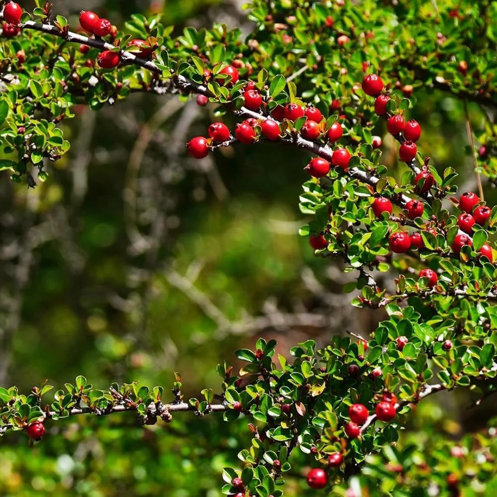 Teppichmispel, Alte Sorten Bodendecker Cotoneaster Dammeri, Kaufen Blumensamen Balkonpflanzen Geschenke Für Gärtner 60Samen