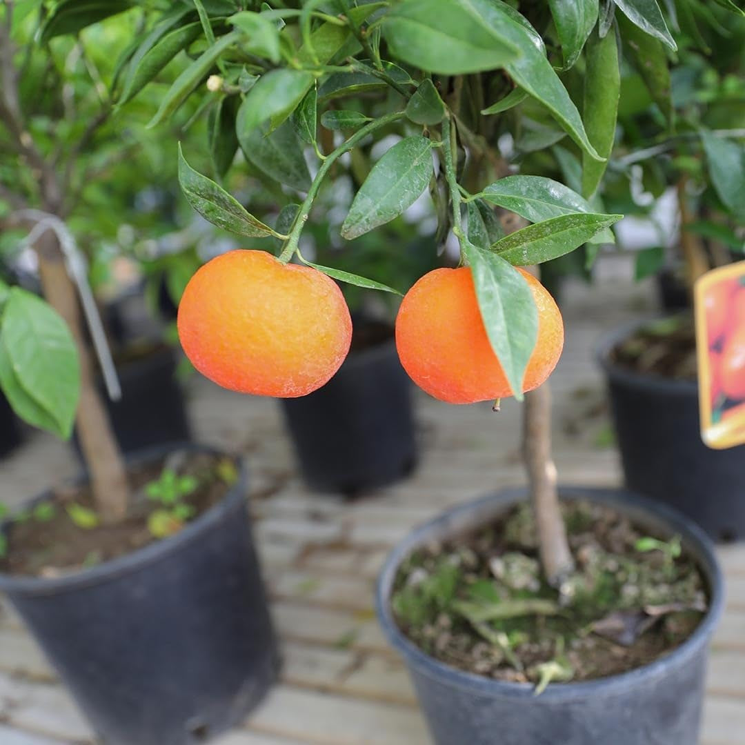 Zitrusfrüchte Süß Orange - Citrus Sinensis - Obstpflanze Höhe 80~90 Cm Topf 20 Cm
