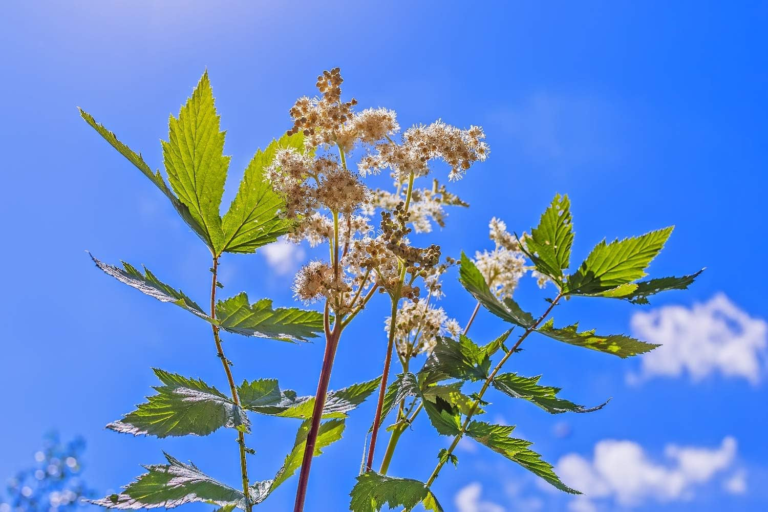 SAFLAX - Heilpflanzen - Echtes Mädesüß - 500 Samen - Mit Keimfreiem Anzuchtsubstrat - Filipendula Ulmaria