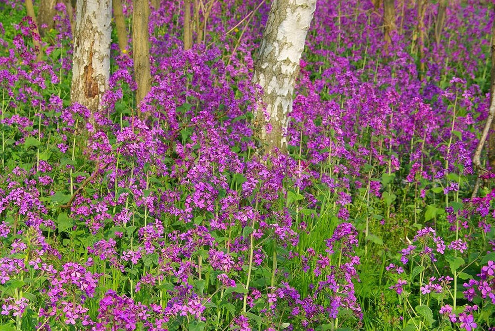 25 nasion dla Papes - starożytna roślina kwitnąca w ogrodzie - powtarzalne nasiona dla rolników, półdzikie