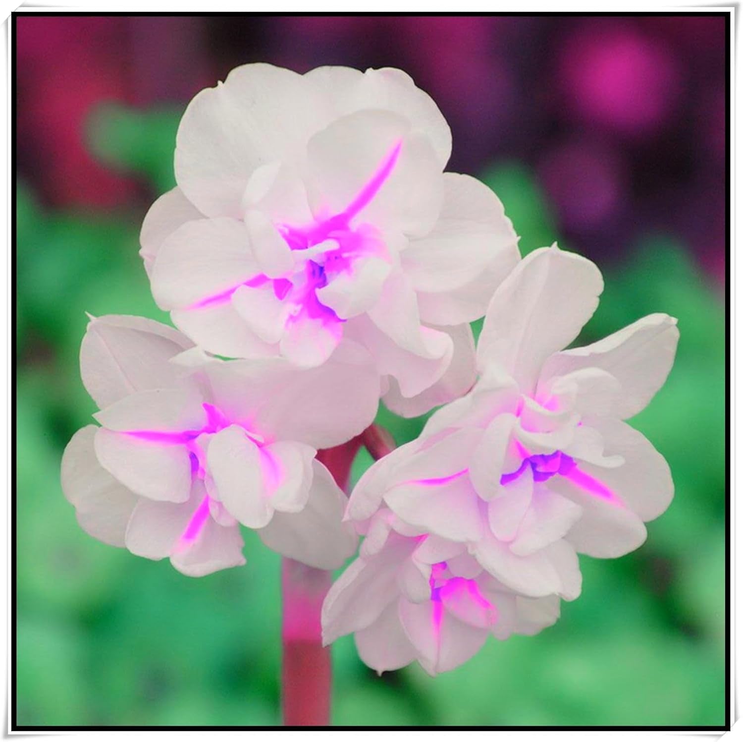 Mieszanka cebul kwiatowych, żarówka Mystery Magic, odporne sadzenie, odporna na zimę wieloletnia cebula kwiatowa, odporne cebule-3 cebule orchidei