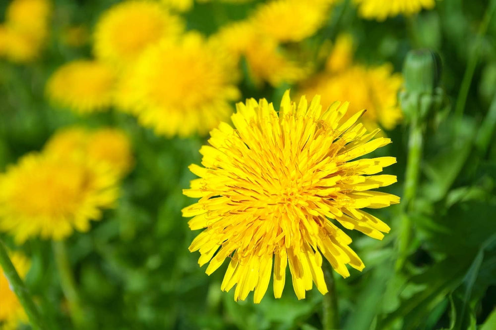 SAFLAX - BIO - Mniszek lekarski - 400 nasion - Taraxacum officinale