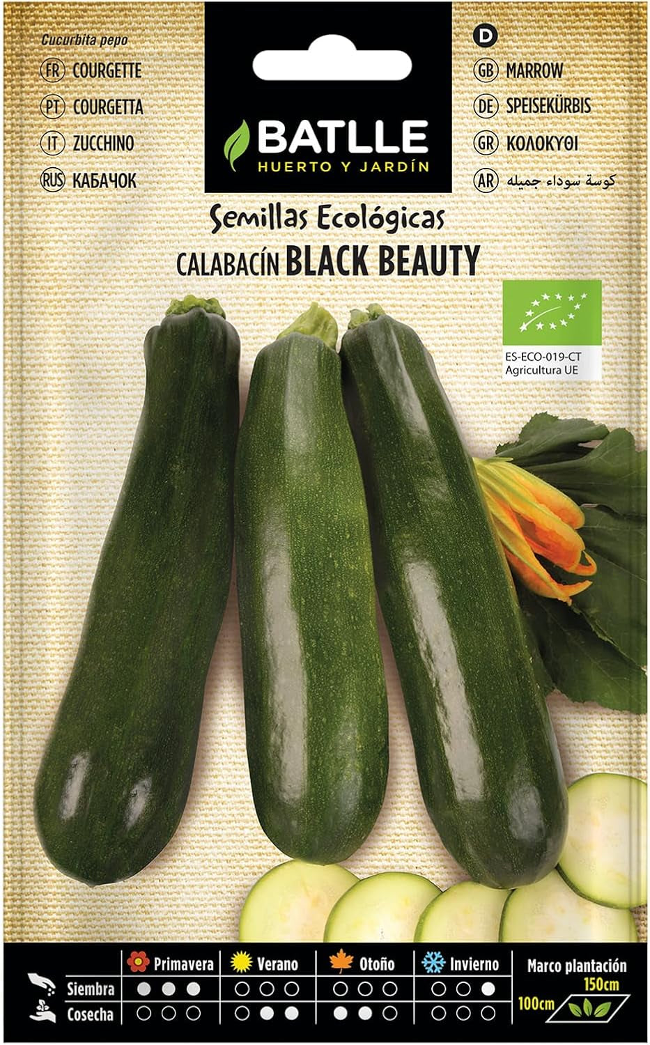 Zucchini-Schwarze Schönheit - ECO