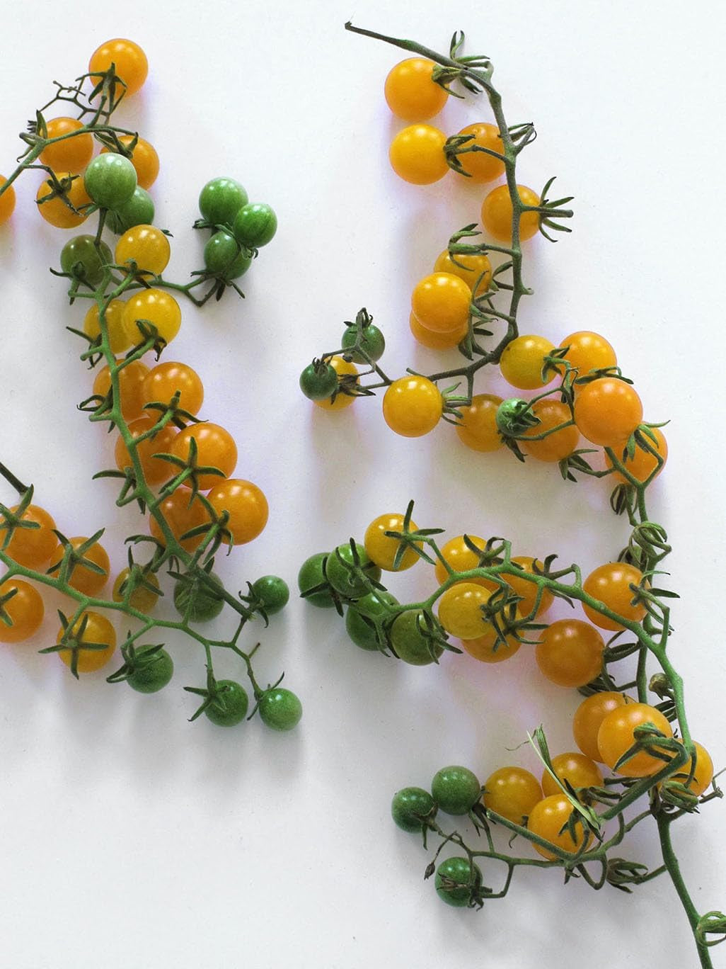 Gelbe Johannisbeertomate (Solanum Pimpinellifolium)10 Samen Alte Sorte