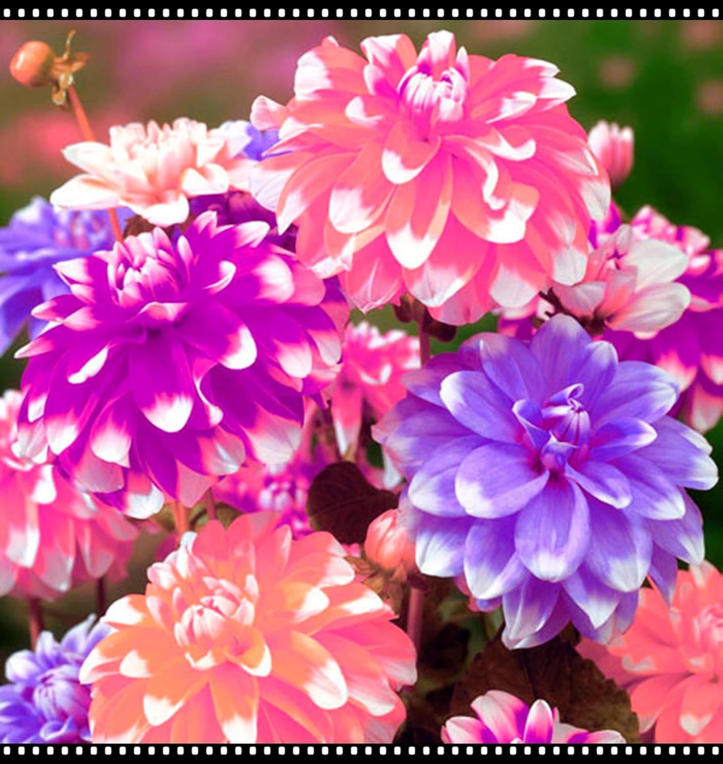 Mieszanka cebul kwiatowych, żarówka Mystery Magic, odporne sadzenie, odporna na zimę wieloletnia cebula kwiatowa, odporne cebule-3 cebule orchidei