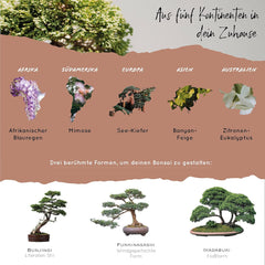 10 nasion Bonsai z 5 kontynentów | Nasiona egzotycznych drzew dla Twojego wyjątkowego Bonsai | Zestaw startowy i entuzjaści roślin | Nasz zestaw Bonsai jako wyjątkowy pomysł na prezent