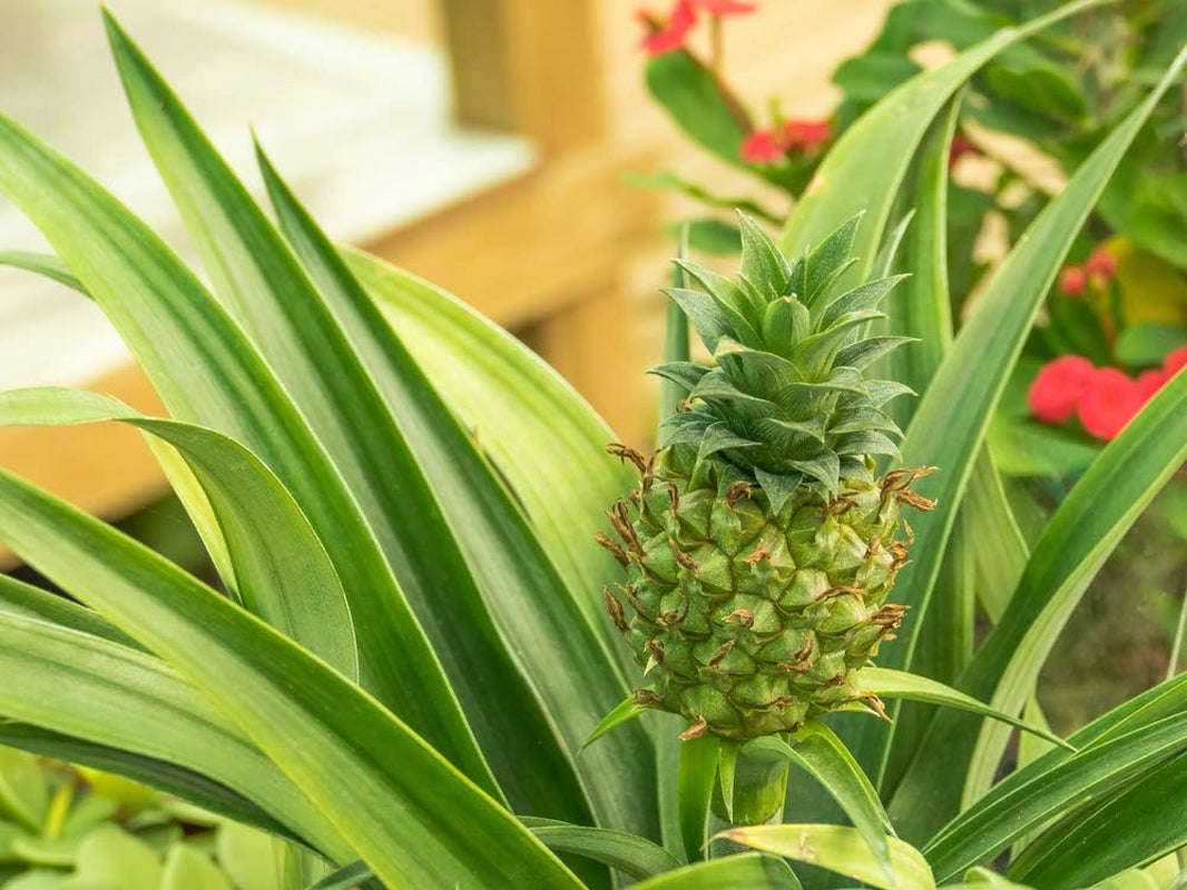 Bloomique - 2Er Set - Ananas Comosus - Ananas Pflanze - Bromelien - Zimmerpflanzen - Luftreinigend - Höhe 30-40 Cm - Topf 12 Cm