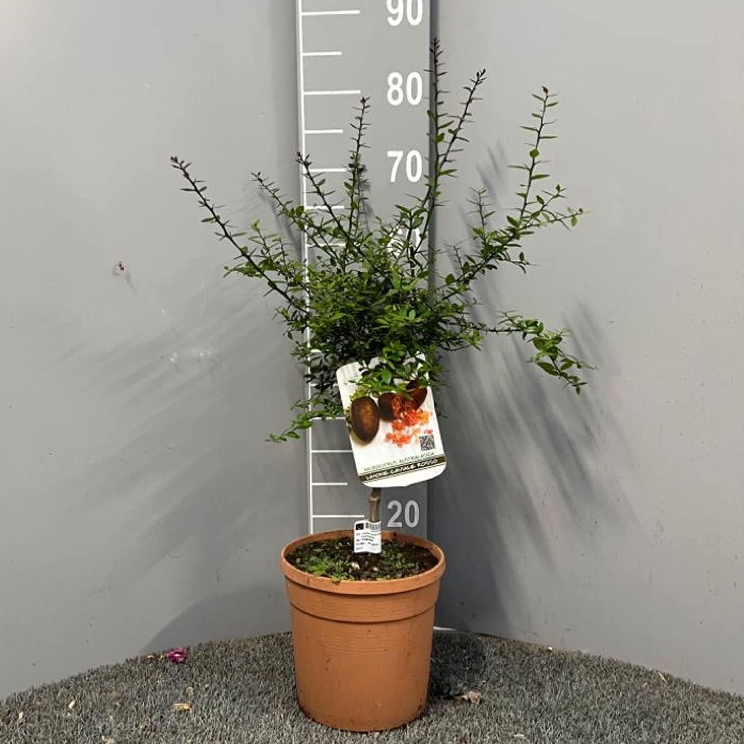 SAVINI VIVAI SAVINI VIVAI Zitronenpflanze, Roter Kaviar, Zitrusbaum, Fingerlimette, Zitronensetzling Im Topf, 20 Cm, Höhe 50–70 Cm, 2 Jahre Veredelung, Hergestellt in Italien