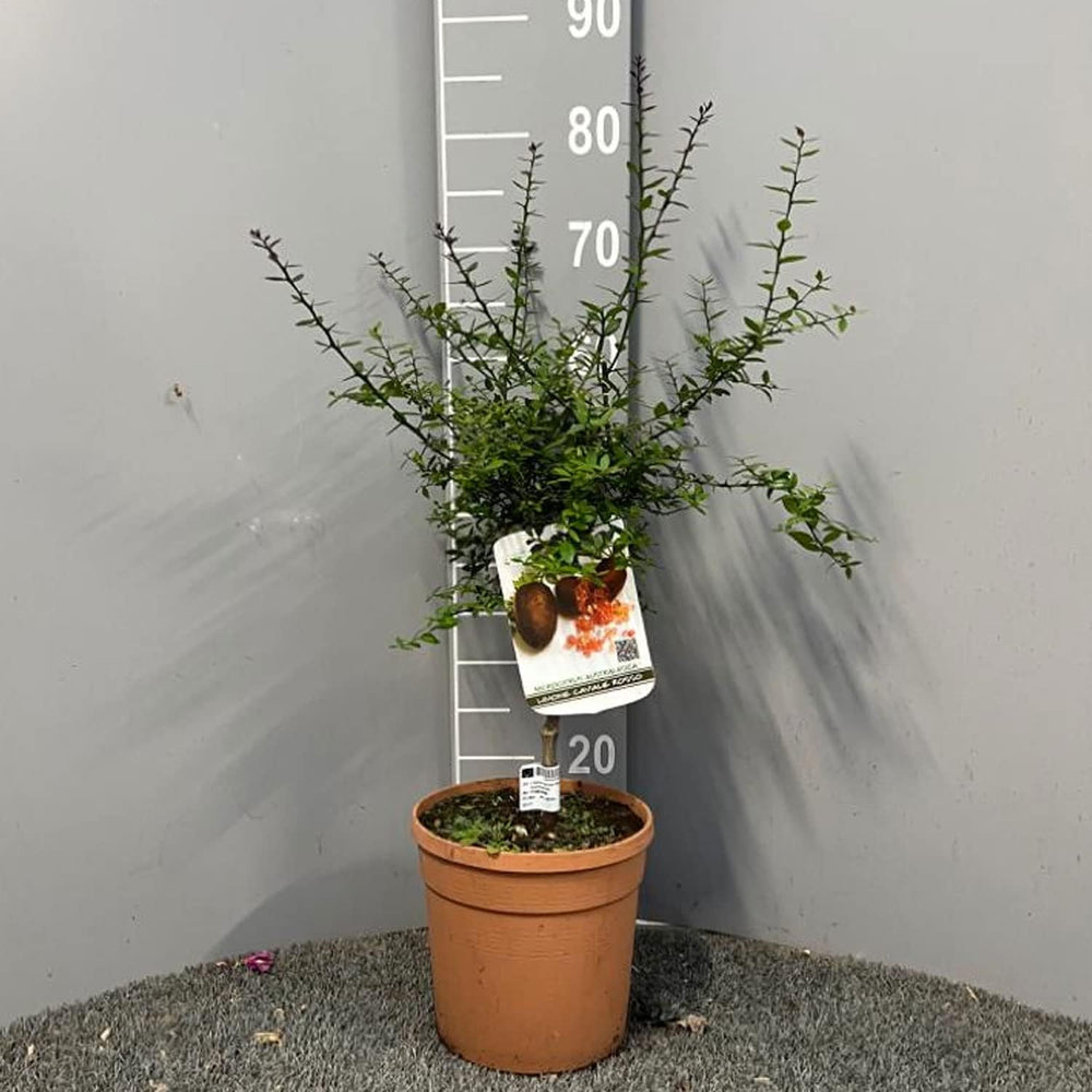 SAVINI VIVAI SAVINI VIVAI Zitronenpflanze, Roter Kaviar, Zitrusbaum, Fingerlimette, Zitronensetzling Im Topf, 20 Cm, Höhe 50–70 Cm, 2 Jahre Veredelung, Hergestellt in Italien