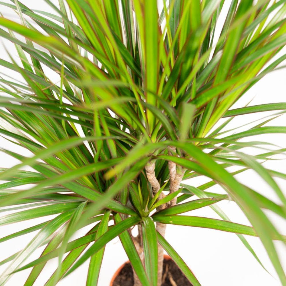 Dracaena Marginata Groß