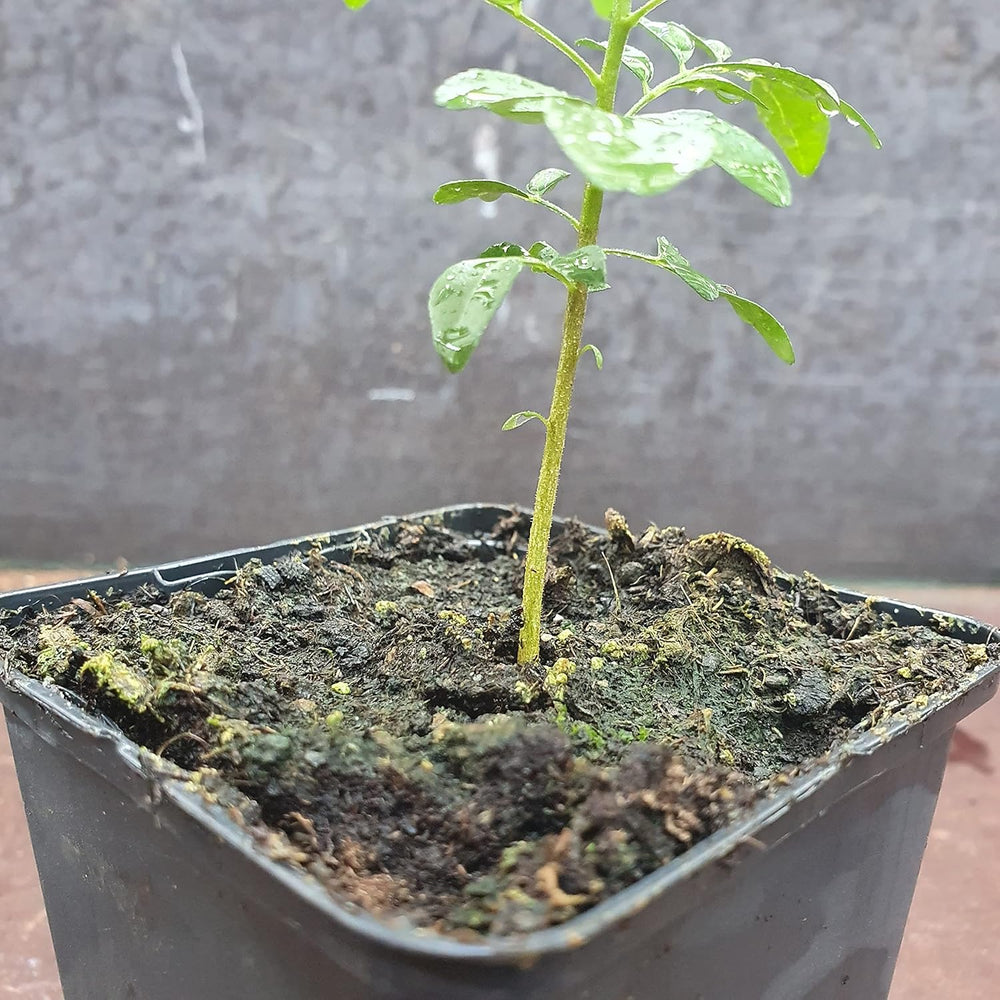 1 Curryblatt Baum | Murraya Koenigii | Aus Samen gezogen | Selten in der EU | Indische & Sri Lankische Zimmerpflanze | 10-15cm Höhe in 7cm Topf | Curry Pflanze | Bergera Koenigii