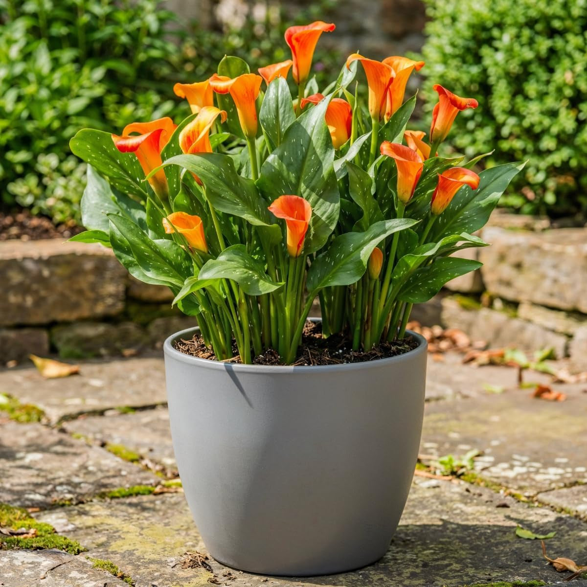 Calla Bulbs Hardy Bylina - Zantedeschia Orange Passion (Orange) - 5 dużych cebul kwiatowych - Prawdziwe rośliny holenderskie - Do ogrodu i doniczek (nie nasiona, nie sztuczne)