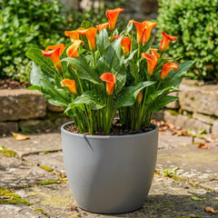 Calla Bulbs Hardy Bylina - Zantedeschia Orange Passion (Orange) - 5 dużych cebul kwiatowych - Prawdziwe rośliny holenderskie - Do ogrodu i doniczek (nie nasiona, nie sztuczne)
