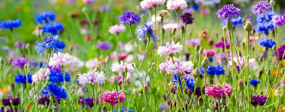 500 Mieszanka nasion dzwonka, Mieszanka barwna (Centaurea cyanus), Łąka kwietna, Pastwisko dla pszczół, Dzikie kwiaty