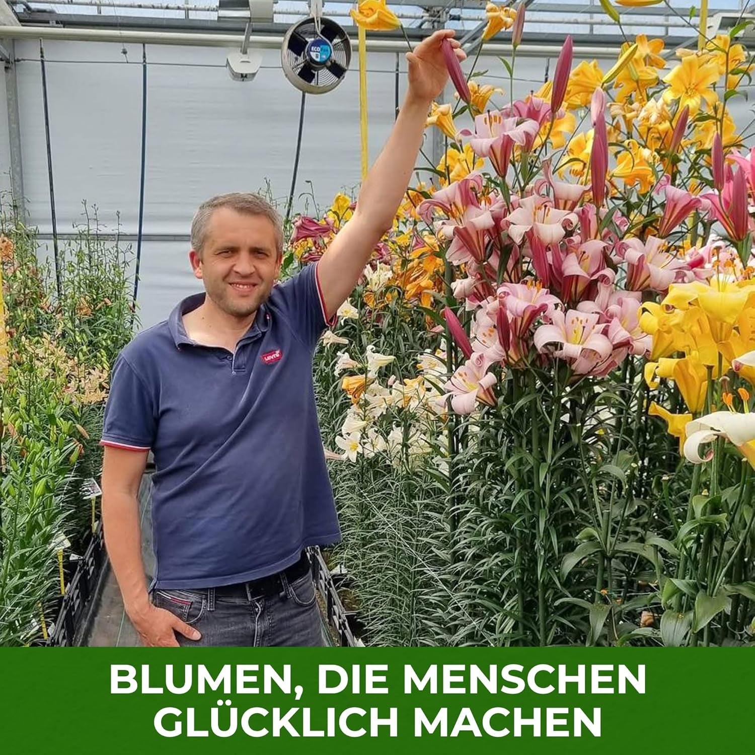 Cebulki lilii olbrzymiej Kolekcja Hardy Tree - Odporne cebulki kwiatowe - Opakowanie 15 sztuk w 5 odmianach i kolorach - Mieszanka Holland do sadzenia w ogrodzie (nie nasiona, nie sztuczne)