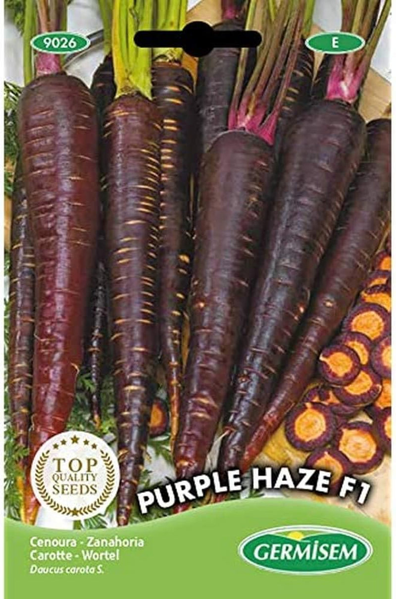 Möhren Purple Haze F1