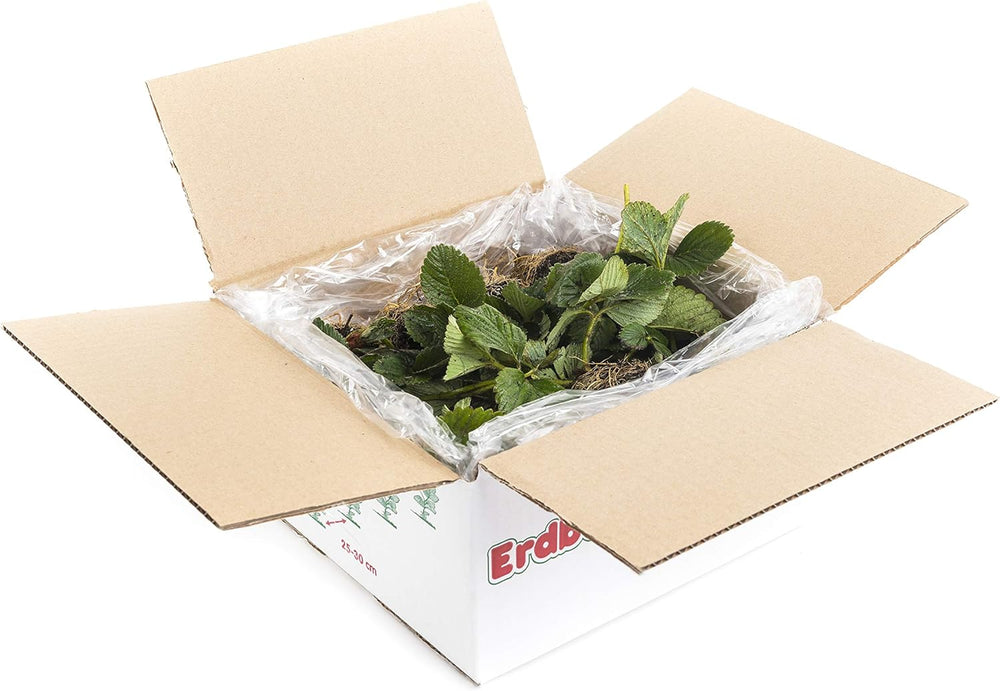 Erdbeerpflanzen Anbau-Set: 20 Gemischte Erdbeerpflanzen Inkl. Dünger - Sorten: Daroyal, Korona, Amandine, Favori - Frigo-Erdbeeren Von Erdbeerprofi.De