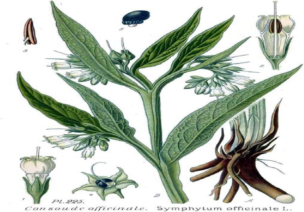 SAFLAX - Heilpflanzen - Beinwell - 15 Samen - Mit Keimfreiem Anzuchtsubstrat - Symphytum Officinale