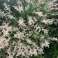 Harlekinweide Stämmchen Exotisch Stauden Winterhart Mehrjährig, Pflanzensamen Heckenpflanzen Hakuro Blumensamen Zierblumen Hecken Sträucher Winterhart 30Samen