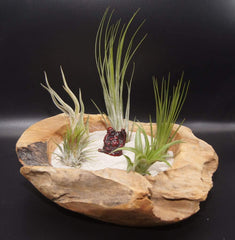 Tillandsien 24Er-Mix, Tillandsia, Bromeliengewächs