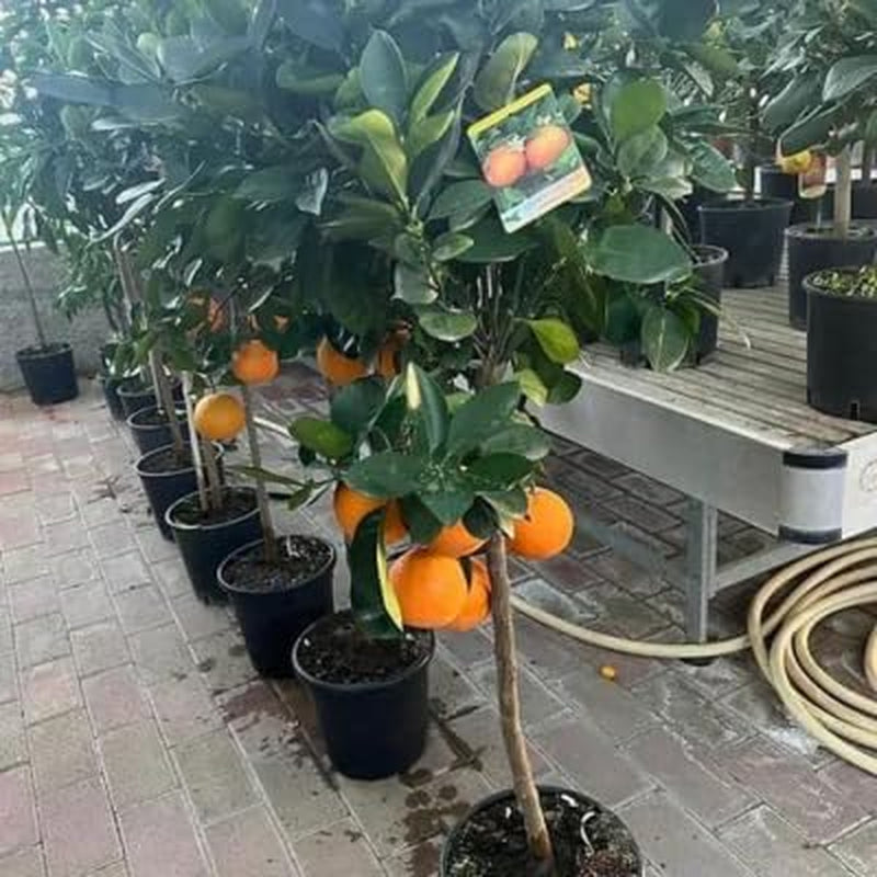 Zitrusfrüchte Süß Orange - Citrus Sinensis - Obstpflanze Höhe 80~90 Cm Topf 20 Cm