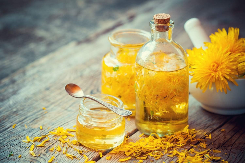 SAFLAX - BIO - Mniszek lekarski - 400 nasion - Taraxacum officinale