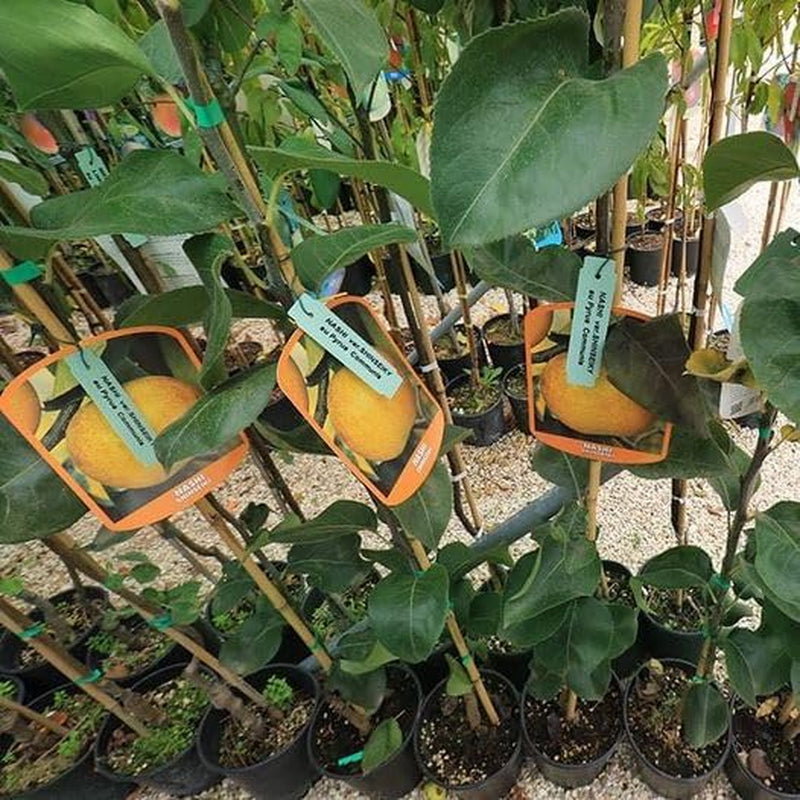 Nashi Kosui- Obstpflanzen Auf Blumentopf Einer Vase Von 20 - Baum Max 170 Cm – 2 Jahre Anbau Italien