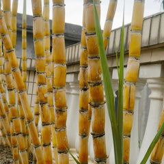 Zuckerrohr Deko Zuckerrohrsamen Topfpflanzen Draußen Winterhart Für Sonnige Plätze Hochbeet Deko Wohnzimmer 300Pcs