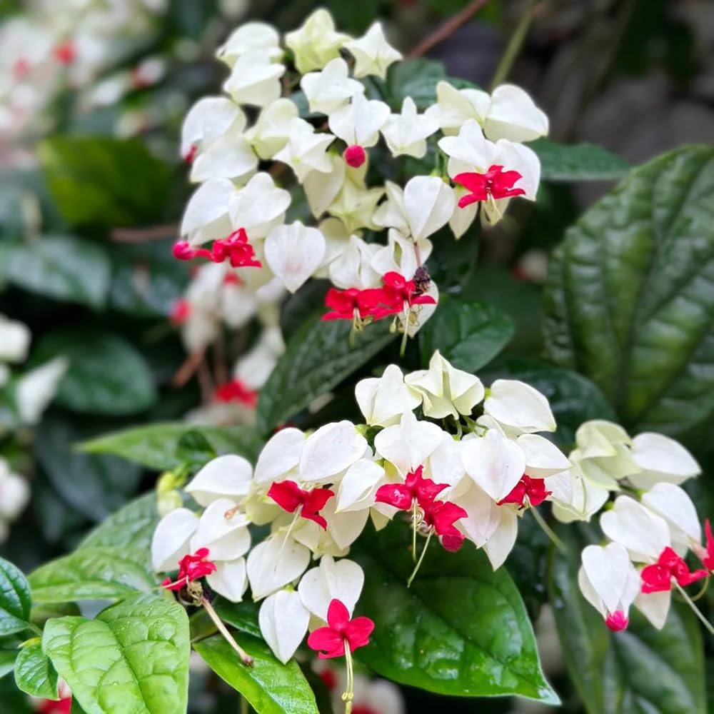 Clerodendrum Thomsonaesamen, Garten Mehrjährig Winterhart Stauden 250Pcs