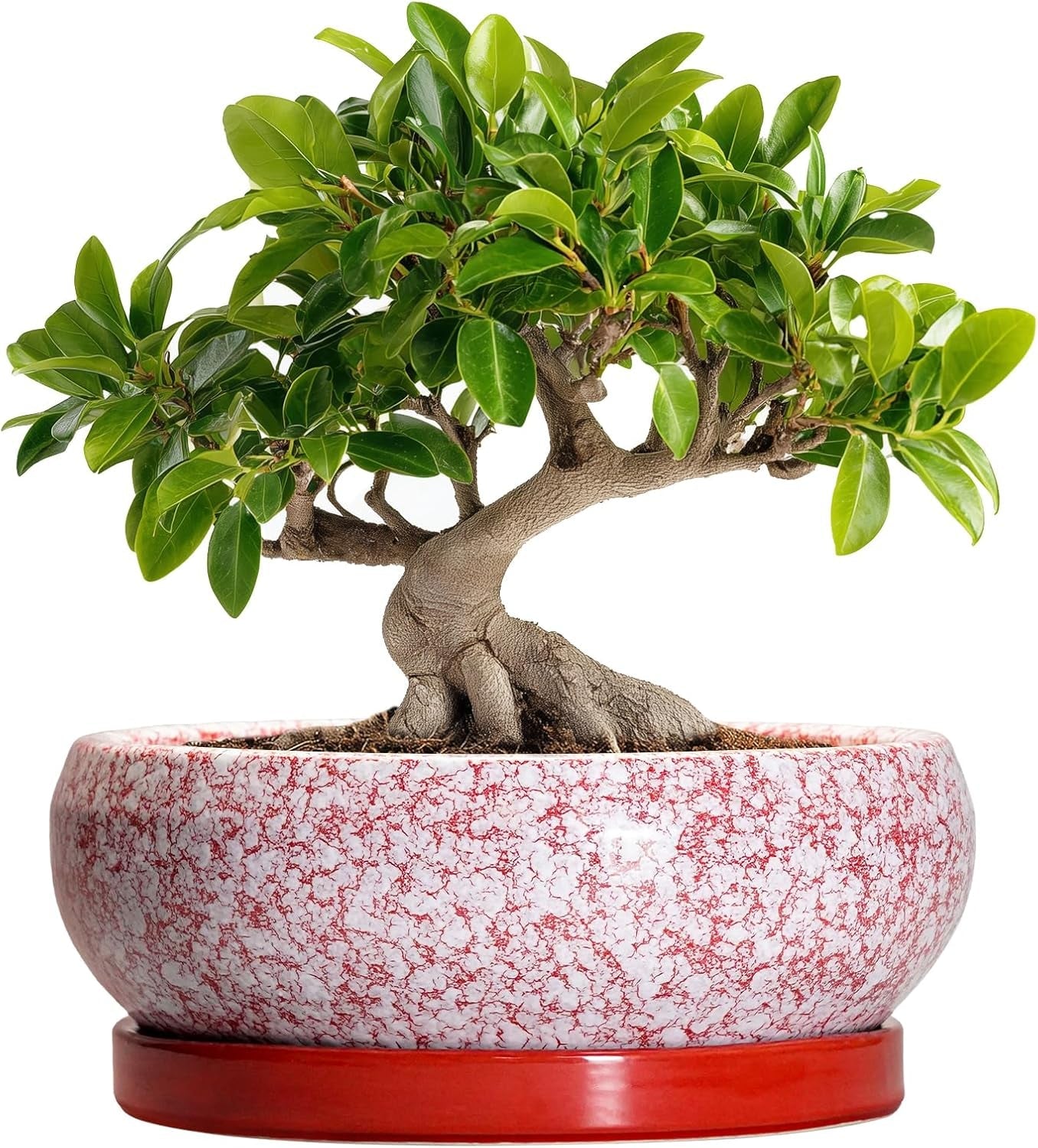 Ghiveci ceramic pentru bonsai, glazurat, puțin adânc, pentru plante suculente, cu orificiu de drenaj și farfurie din bambus pentru plante de apartament, 20,3 cm, maro