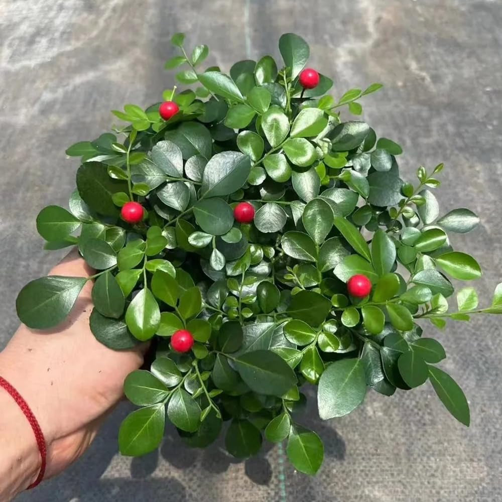 Murraya Exotica, Kräutergarten Kräutersamen, Stauden Winterhart Mehrjährig Exotische Nachhaltige Geschenke Exotische Immergrüne 200Samen