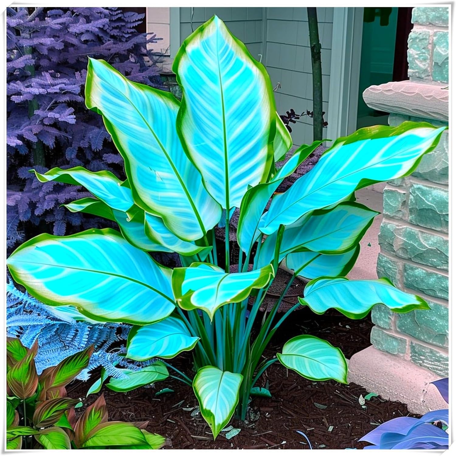 Mieszanka cebul kwiatowych, żarówka Mystery Magic, odporne sadzenie, odporna na zimę wieloletnia cebula kwiatowa, odporne cebule-3 cebule orchidei