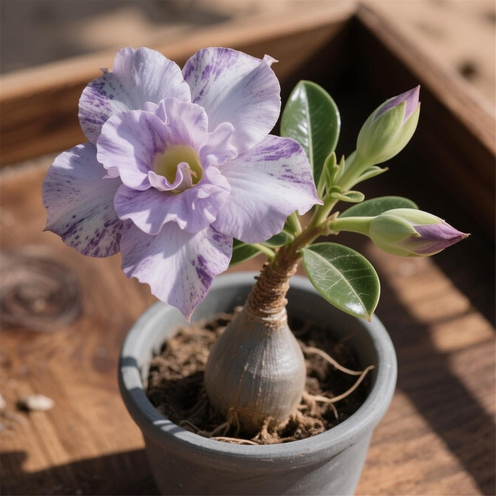 Lebende Pflanzen,Winterhart pflanzen, Mehrjährige Blumenzwiebel ist winterhart, Mysteriöse magische Glühbirne, Blumenzwiebel Mix,3 years-1 Wüstenrose knollen -I